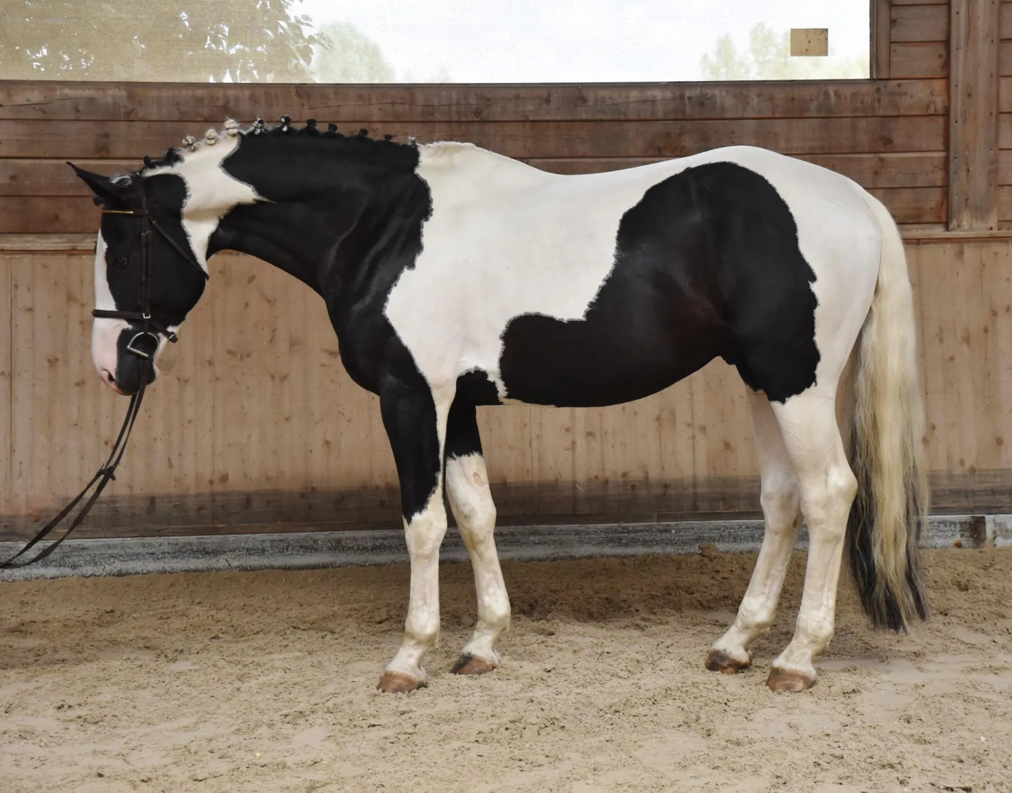 Warrior - Bernstein x Jumbo Jet